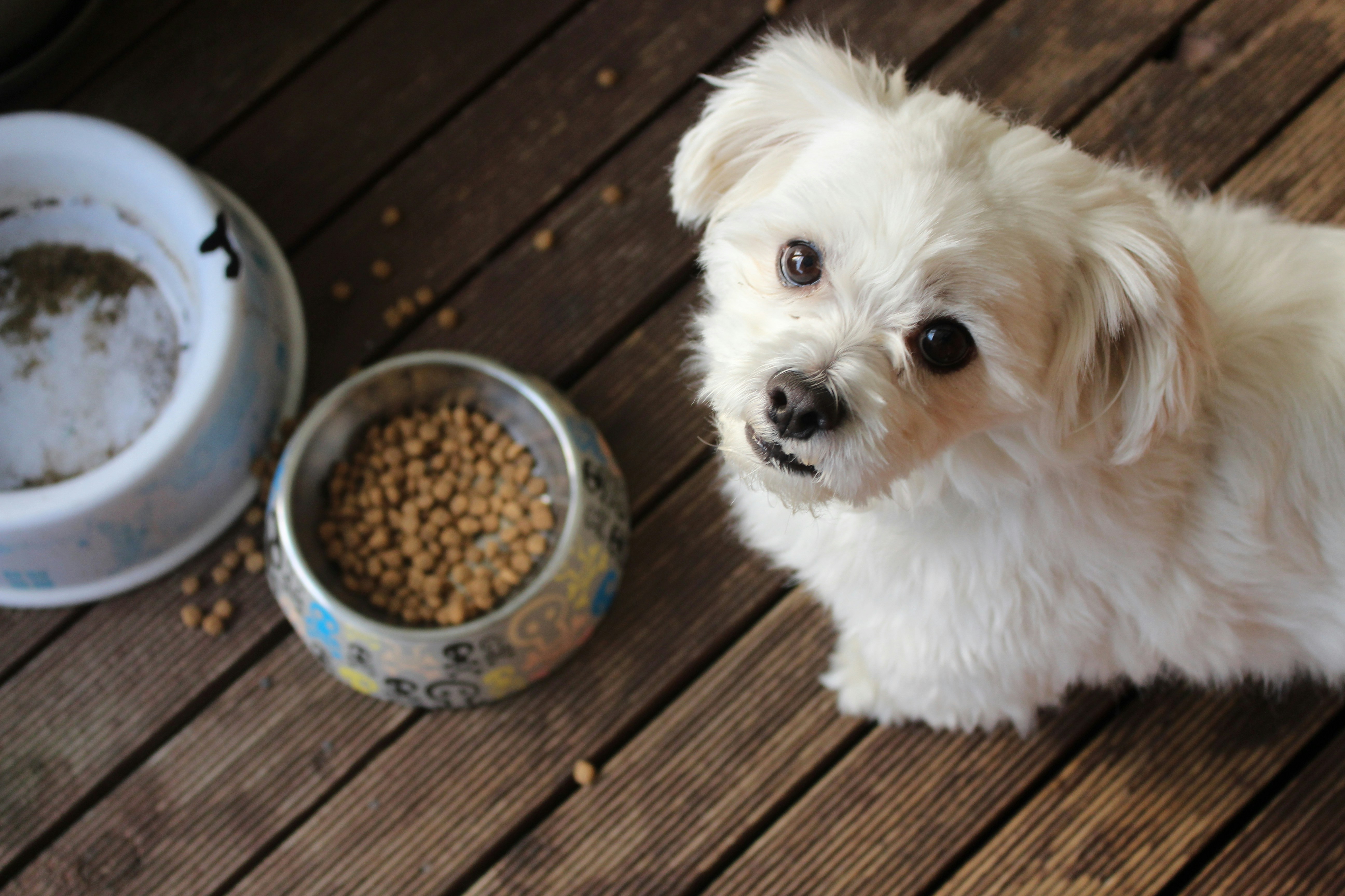 Pet Food $5.5M Class Settlement